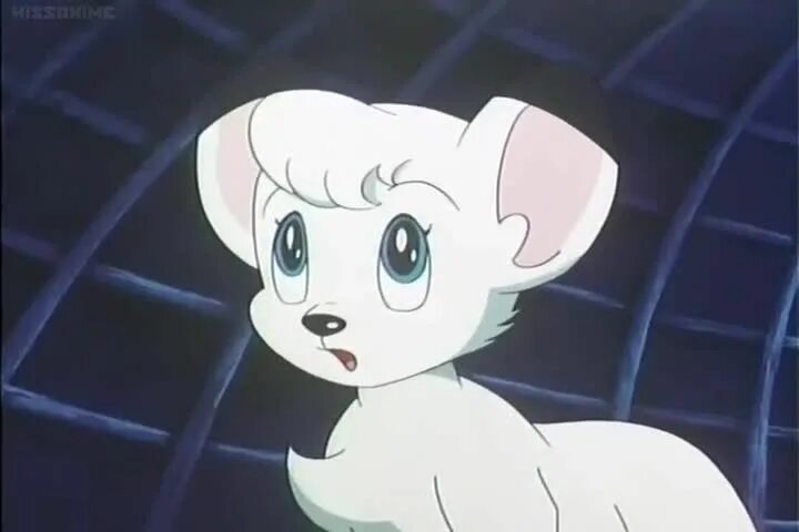 Король кимба. Кимба белый лев император джунглей. Кимба белый лев. Кимба. Кимба белый лев.