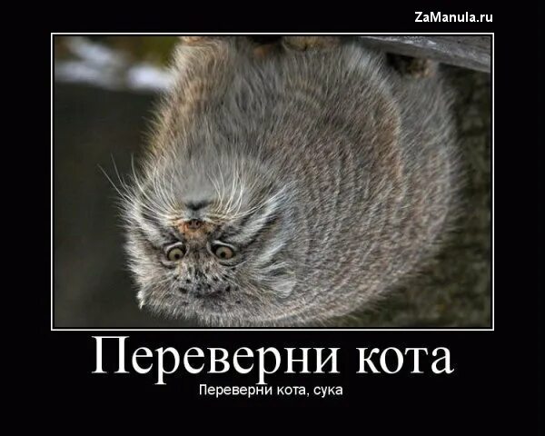 Кот лежит на спине. Перевернутый кот. Перевернутый кот. Веселый котик. Котик вверх головой.