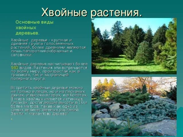 Хвойные 3 класс. Сообщение о хвойных. хвойные это информация. сведения о хвойных растениях. презентация на тему хвойные растения.