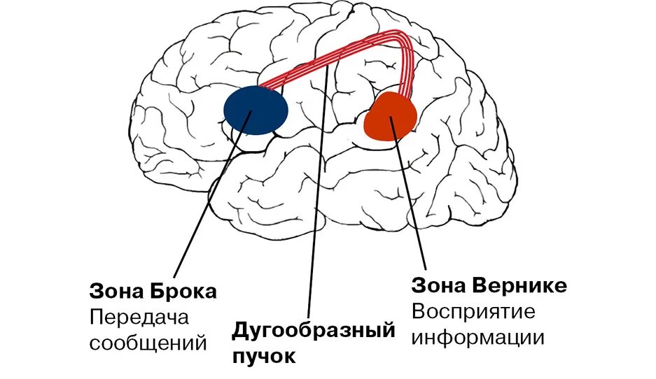 Центр речи в мозге человека. Речевые центры Брока и Вернике. Мозг зоны Брока и Вернике. Центры Брока и Вернике в головном мозге.