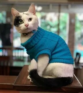 Cat grade