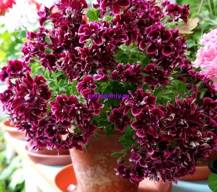 Diamond пеларгонии. Пеларгония quantock double. пеларгония quantock double dymond. пеларгония ангел quantock double dymond. герань quantock double diamond.