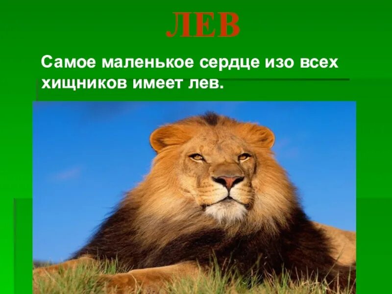Лев сердечко. Проект про львов. сообщение о льве. размер сердца льва. лев имеет маленькое сердце.