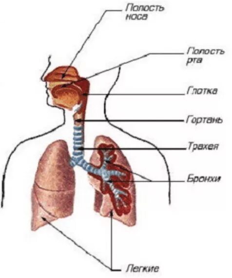 Воздух в легкие поступает через. Воздухоносные пути дыхательной системы человека. Дыхательная система схема воздухоносные пути. Путь движения воздуха по дыхательной системе. Последовательность дыхательной системы человека.