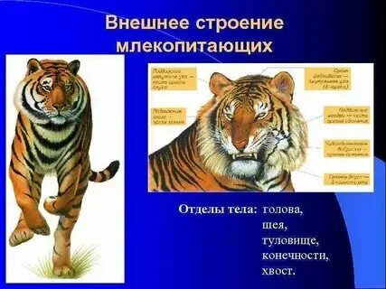 Перечислите особенности внешнего строения млекопитающих. Перечислите особенности внешнего строения млекопитающих