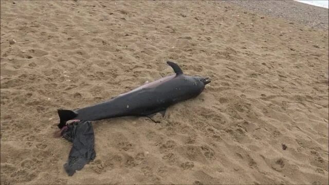 Песню умирающий дельфин