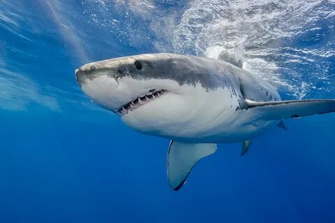 Great white shark sightings have exploded this summer in Cape Cod.