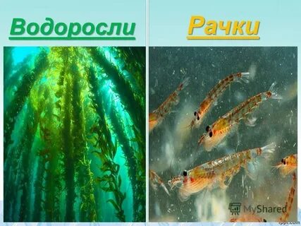 Водоросли рачки