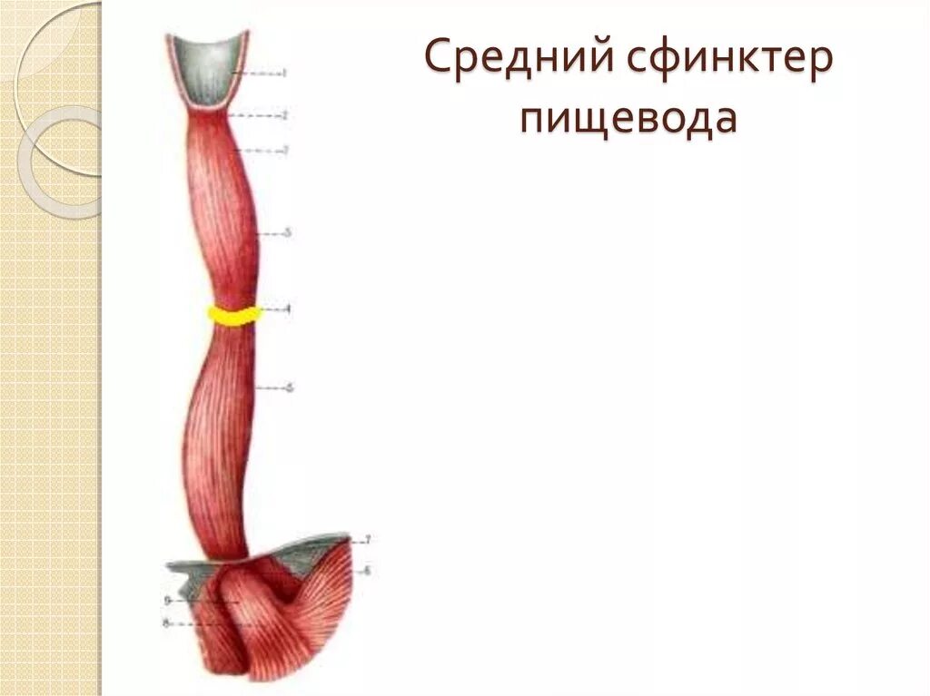 Верхняя часть пищевода. Верхний пищеводный сфинктер. Сфинктеры пищевода анатомия. Анатомия Нижнего пищеводного сфинктера.