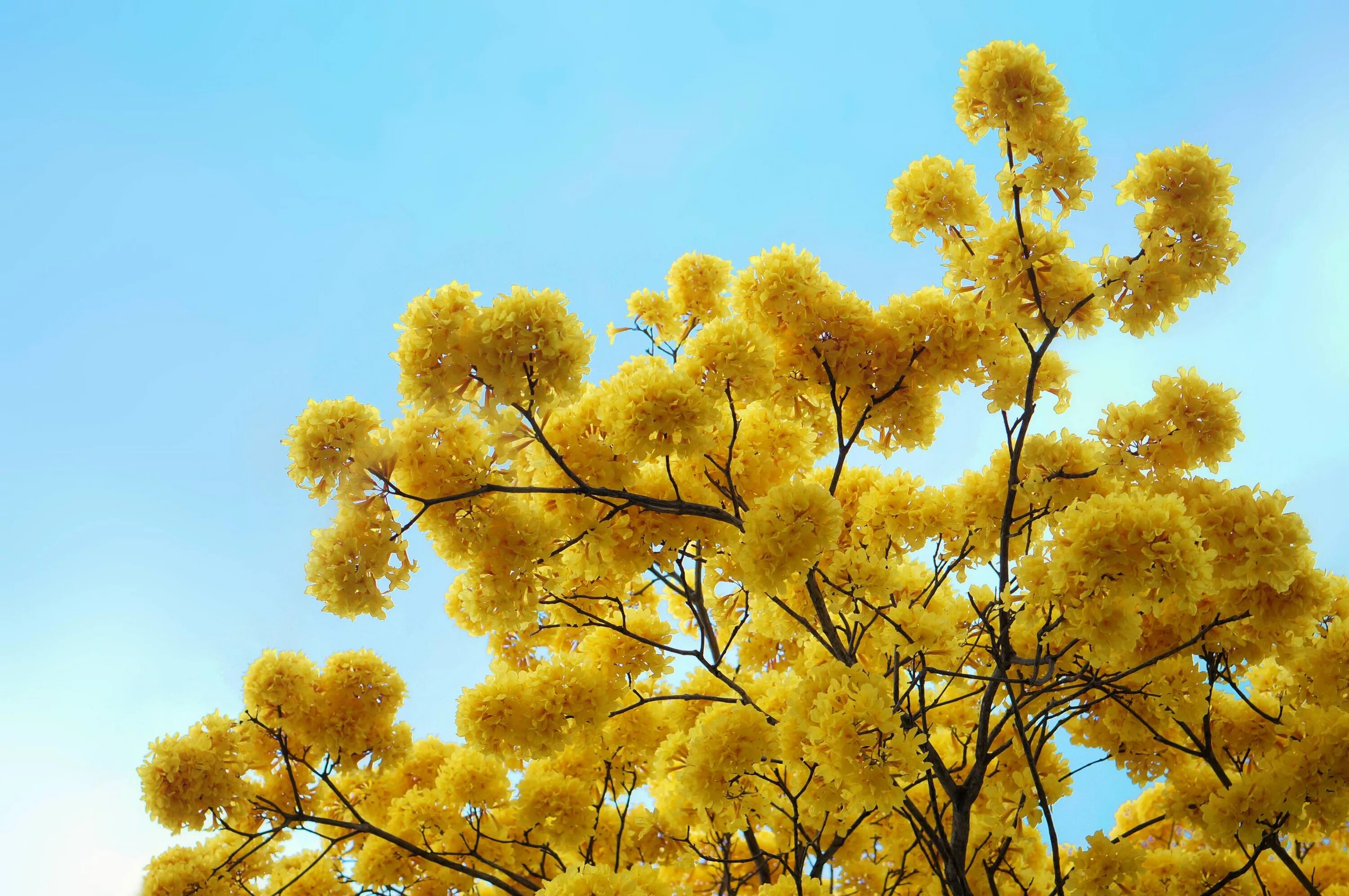 Yellow tree