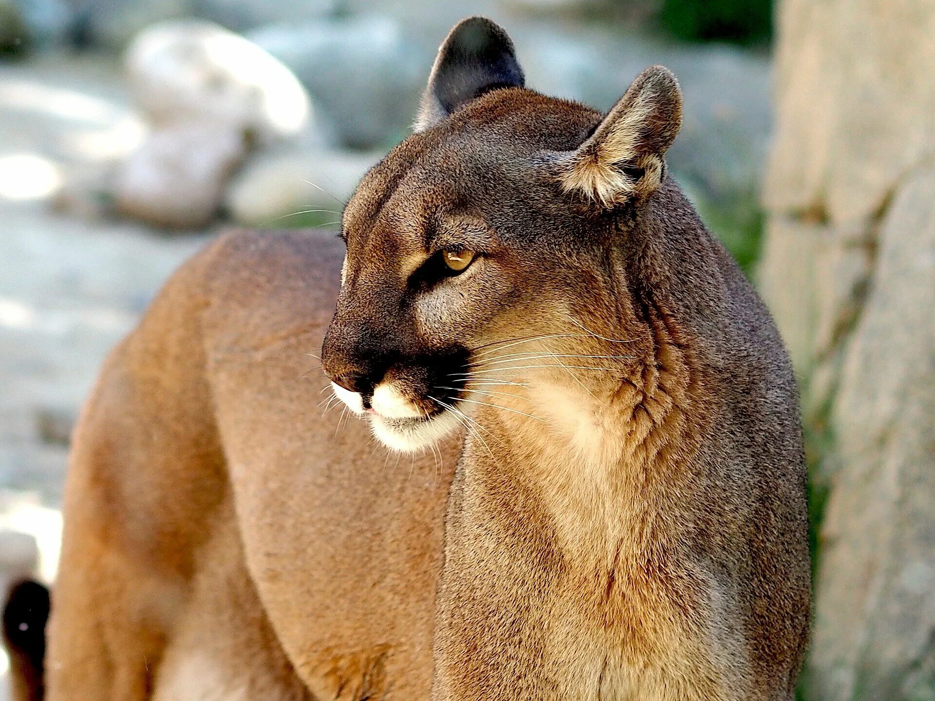 Самым крупным хищным млекопитающим. Пума горный Лев. Пума (Puma concolor):. Пума животное детеныш. Амазонская Пума.