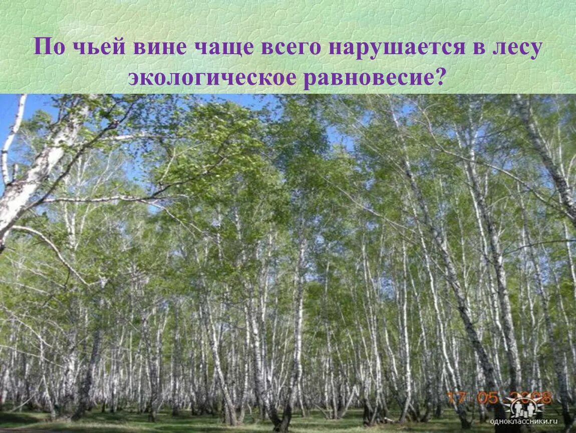 Лес презентация 4 класс плешаков. Жизнь леса 4 класс. Жизнь леса 4 класс окружающий мир. Слайд по окружающему миру 4 класс жизнь леса. Жизнь леса 4 класс окружающий мир презентация.