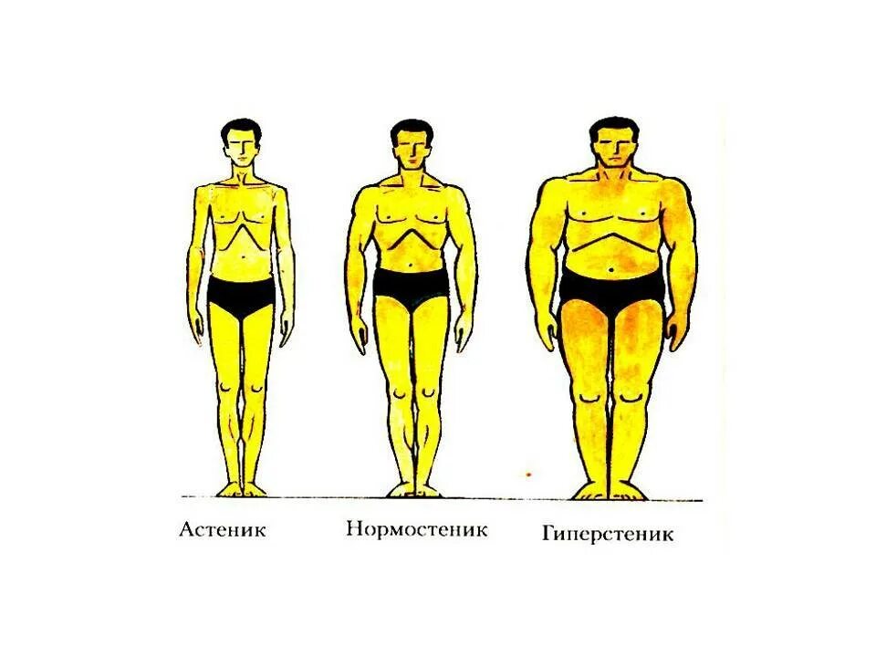 Средняя масса мужчины. Типы телосложения у мужчин гиперстеник. Тип Конституции астенический гиперстенический нормостенический. Типы фигур астеник нормостеник гиперстеник. Конституция тела гиперстеник.
