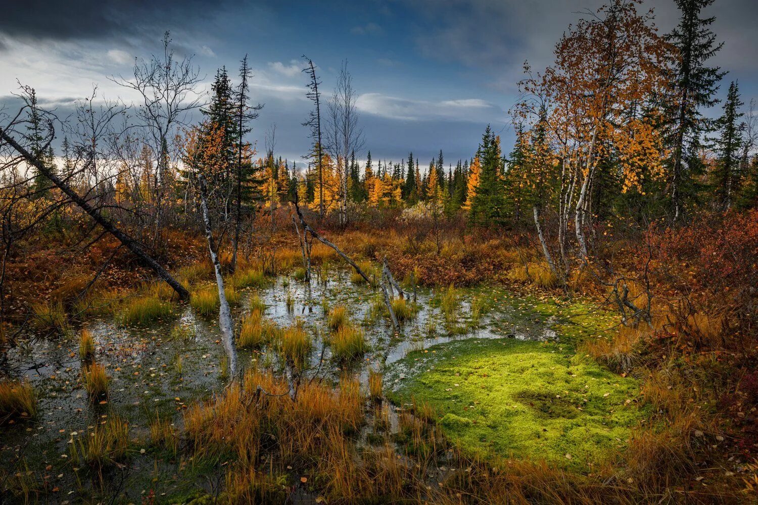 Лиственница на таймыре. Полярная тайга. Мурманская область с. Паанаярви северное сияние. Тундра полуостров ямал.