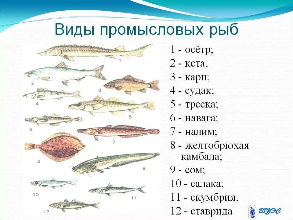 Семейств важнейших промысловых рыб. Семейства промысловых рыб таблица. Морская рыба названия. Промысловые рыбы России. Группы рыб и их значение