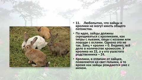 Интересное о зайцах