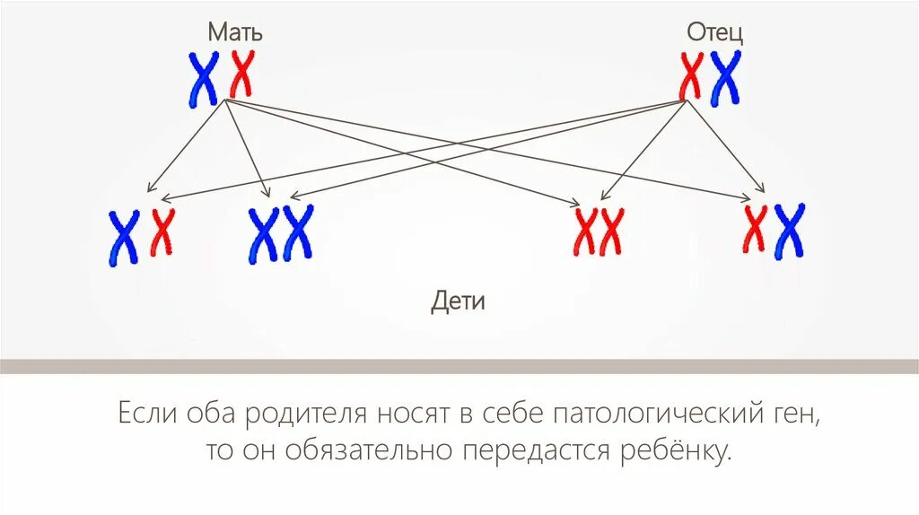 Генотип характеризует. Генотип пример. Генотип и фенотип. Фенотип схема. Генотип схема.