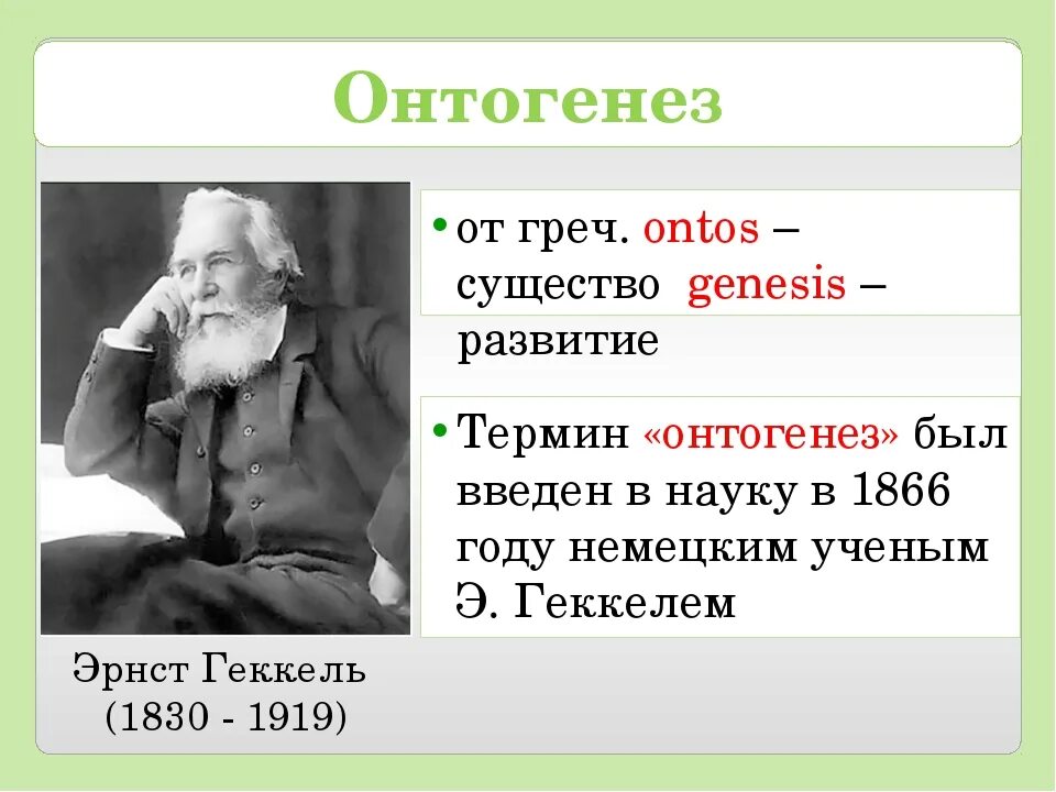 Работа по онтогенезу 10 класс. Эрнст Геккель онтогенез. Онтогенез. Понятие онтогенеза. Термин онтогенез.