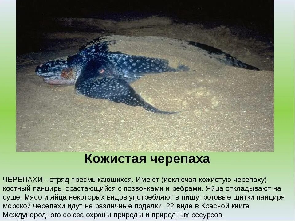 Рассказ про зеленую морскую черепаху