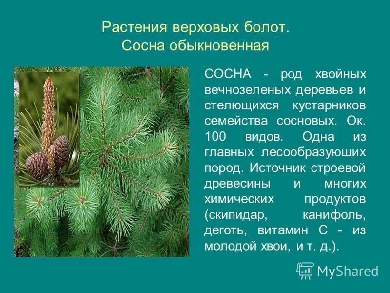 Систематика сосны обыкновенной. Систематика сосны обыкновенной