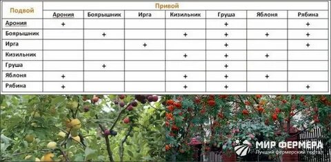 Какие деревья можно прививать каким