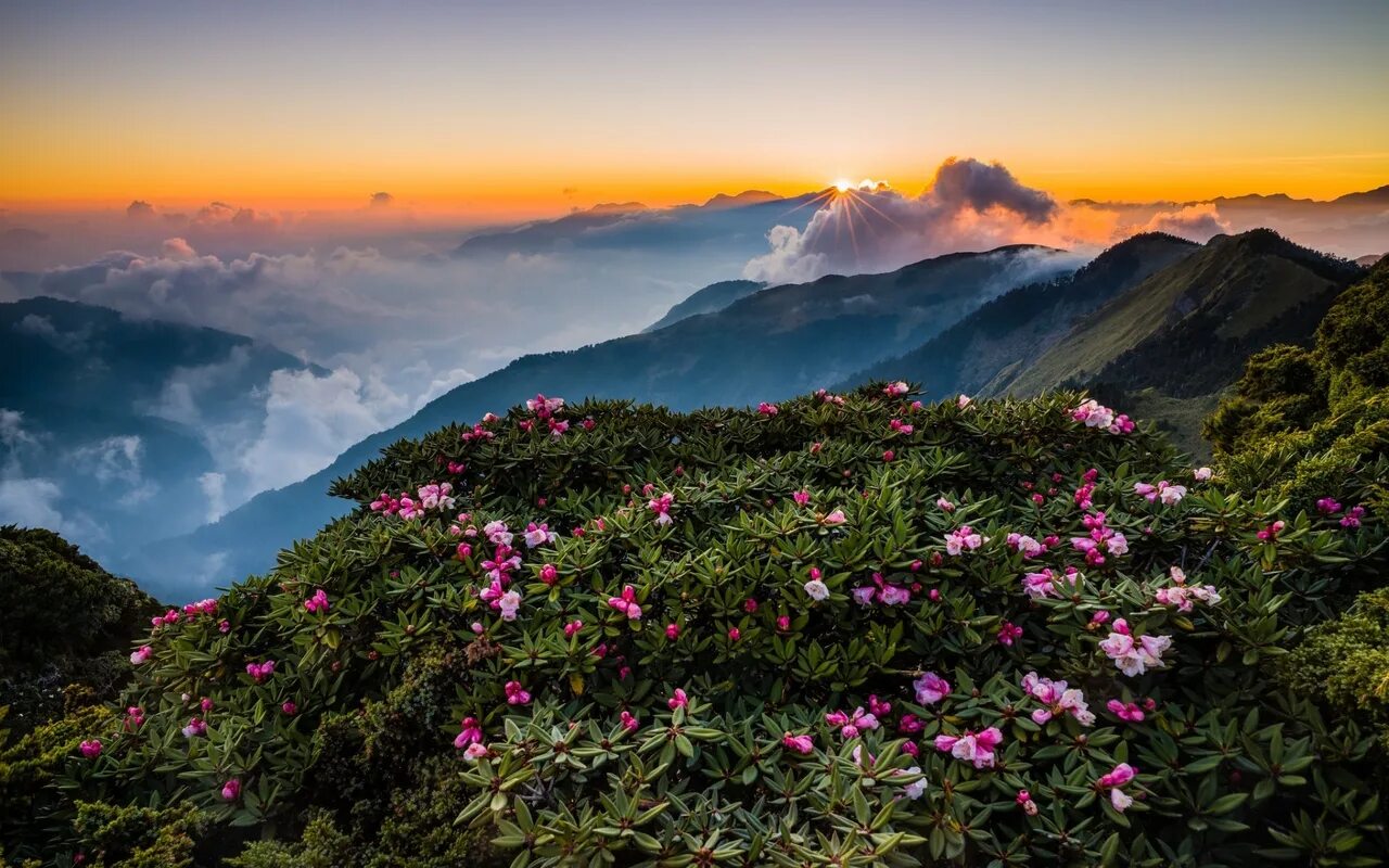 Холмы цветы. Альпийские Луга Гималаи Непал. Рододендрон Непал. Сикким рододендрон.