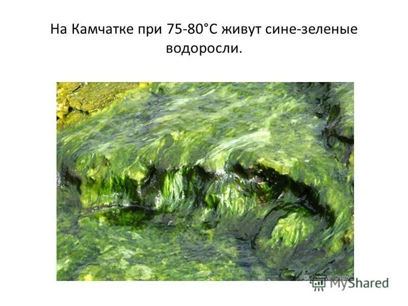Виды водорослей. Пляж в китае. Водоросли обитающие в пресной воде. Строение водорослей 3 класс. Бурые водоросли фукус.