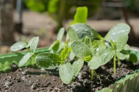 Когда в апреле посеять огурцы