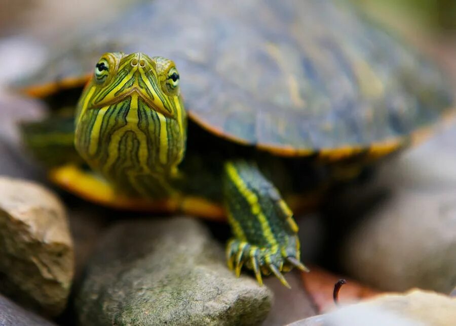 Красноухая черепаха. Красноухие Черепашки. Черепаха водная красноухая. Красноухая водяная черепашка. Водяная домашняя черепаха