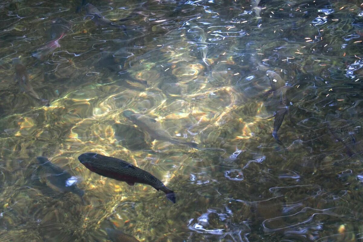 Рыба в озере. Рыбы в прозрачной воде. Рыбки в озере. Рыба в ручье.