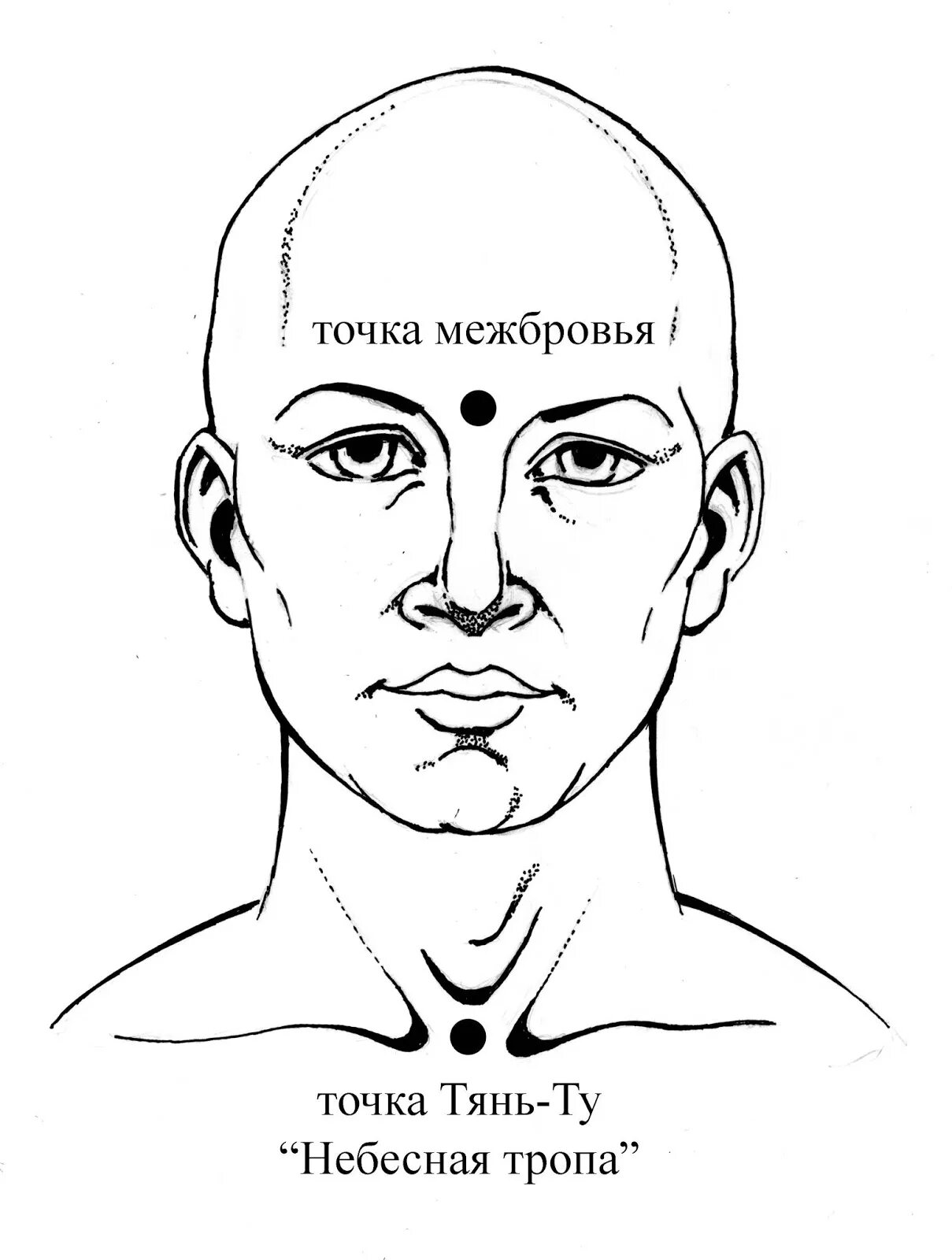 Где центр головы. Центр головы. точка в центре головы. центр головы в духовной практике. наивысшая точка головы.