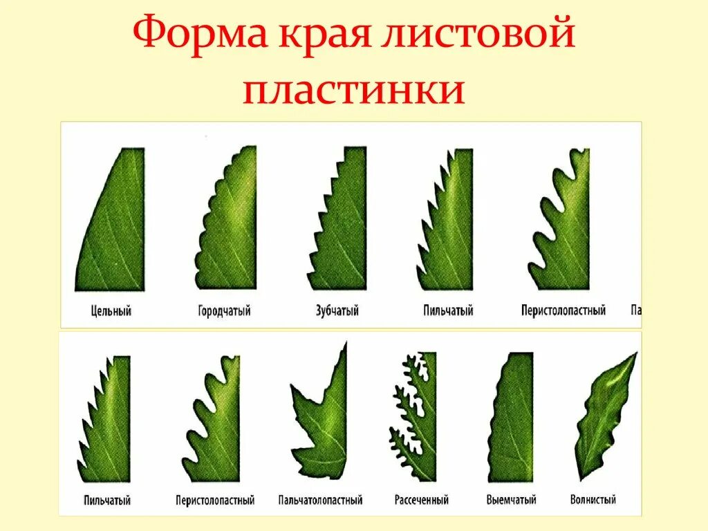 Линейная форма листьев. Форма края листовой пластинки пильчатая. Форма листовой пластинки простого листа. Формы листовых пластинок, край листовых пластинок, жилкование. Листья форма края листовой пластинки.