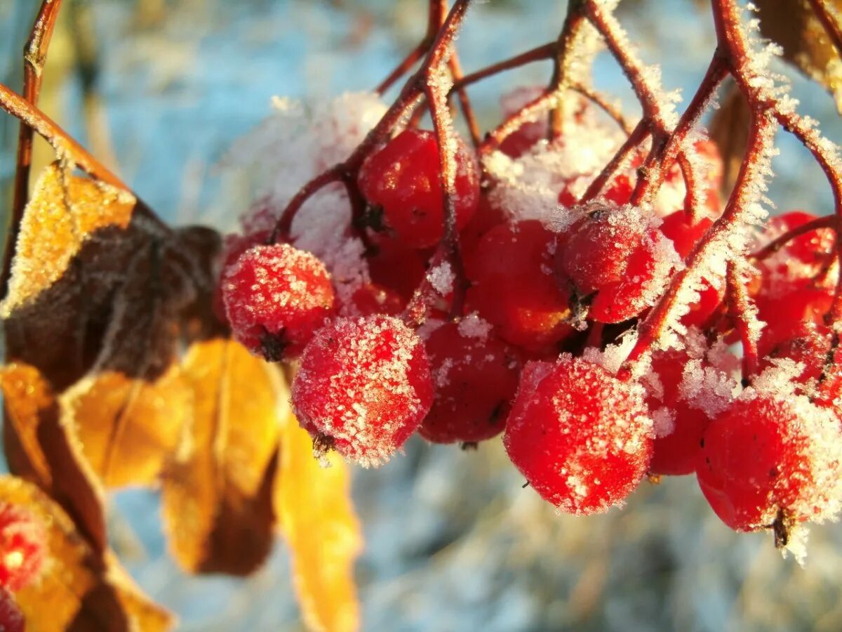 Красивые картинки ноября. Предзимье рябина. Ноябрь природа. Осенние заморозки. Осень ноябрь.