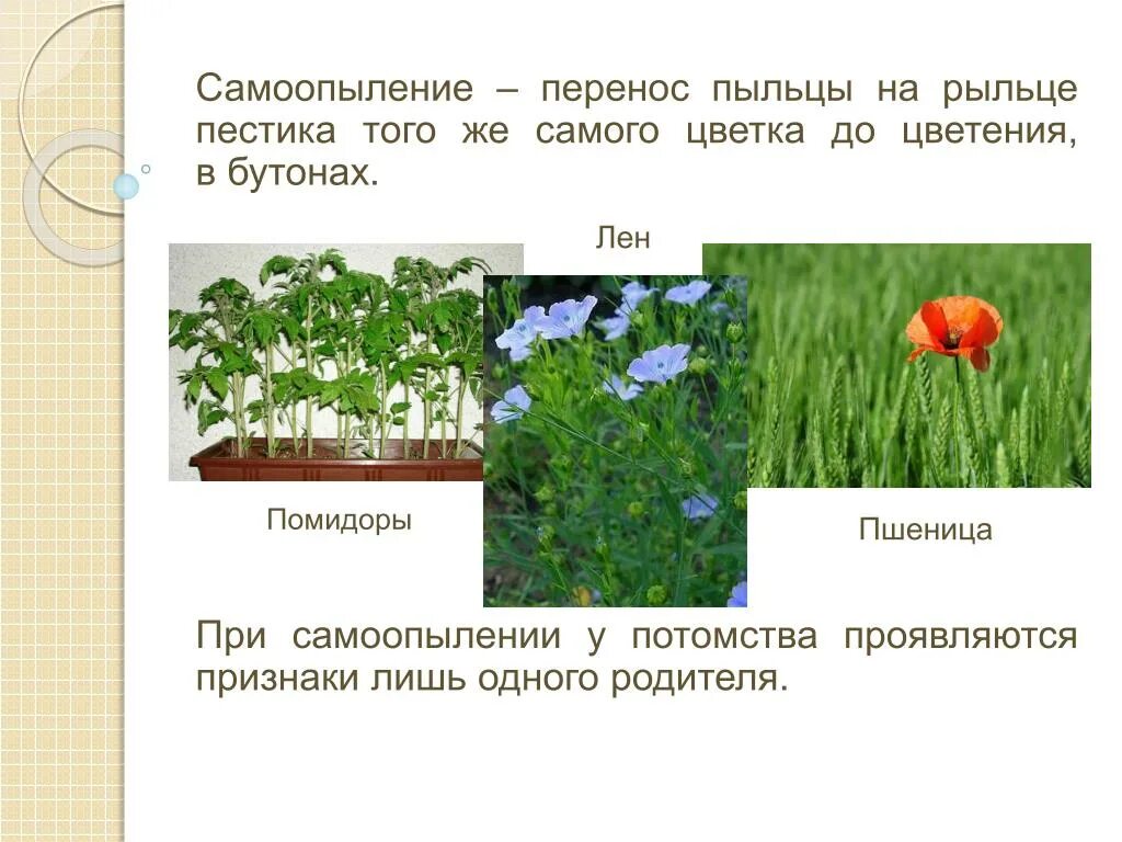 Растения сама опыляемые примеры. Самоопыляемые растения. Примеры самоопыляемых растений. Самоопыление растений. При самоопылении пыльца