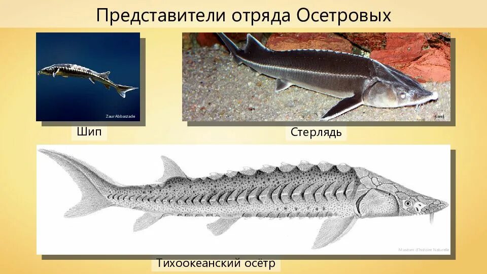 Осетрообразные представители. Отряд осетровые представители. Осетровые осетрообразные. Осетрообразные представители. Костные рыбы осетрообразные.