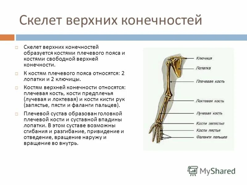 7 скелет конечностей. Строение и соединение костей свободной верхней конечности. Тип соединения скелета верхних конечностей. Суставы свободной верхней конечности анатомия таблица. Скелет верхней конечности. Соединения плечевого пояса.