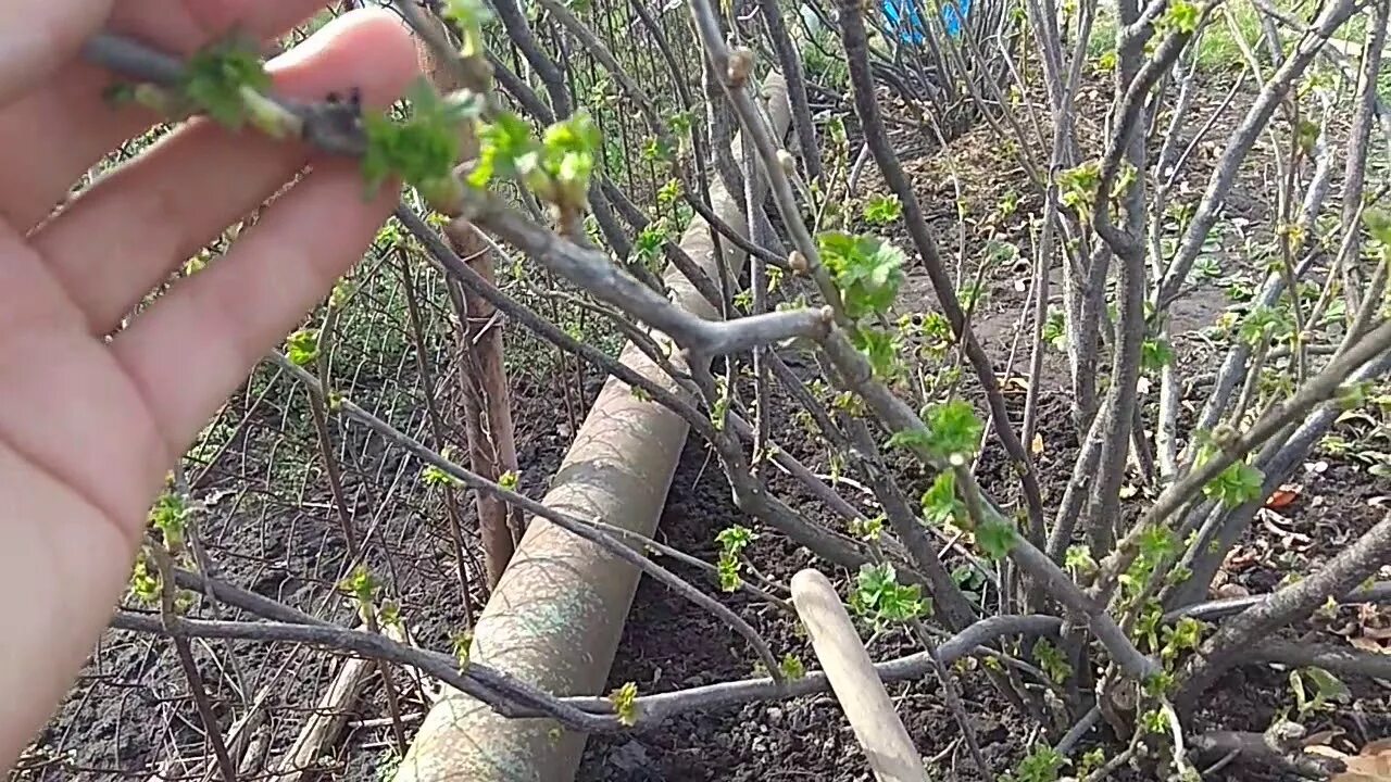 Как подрезать крыжовник весной. Смородина черная куст. весенняя подрезка смородины весной. крыжовник куст. обрезанный куст крыжовника.