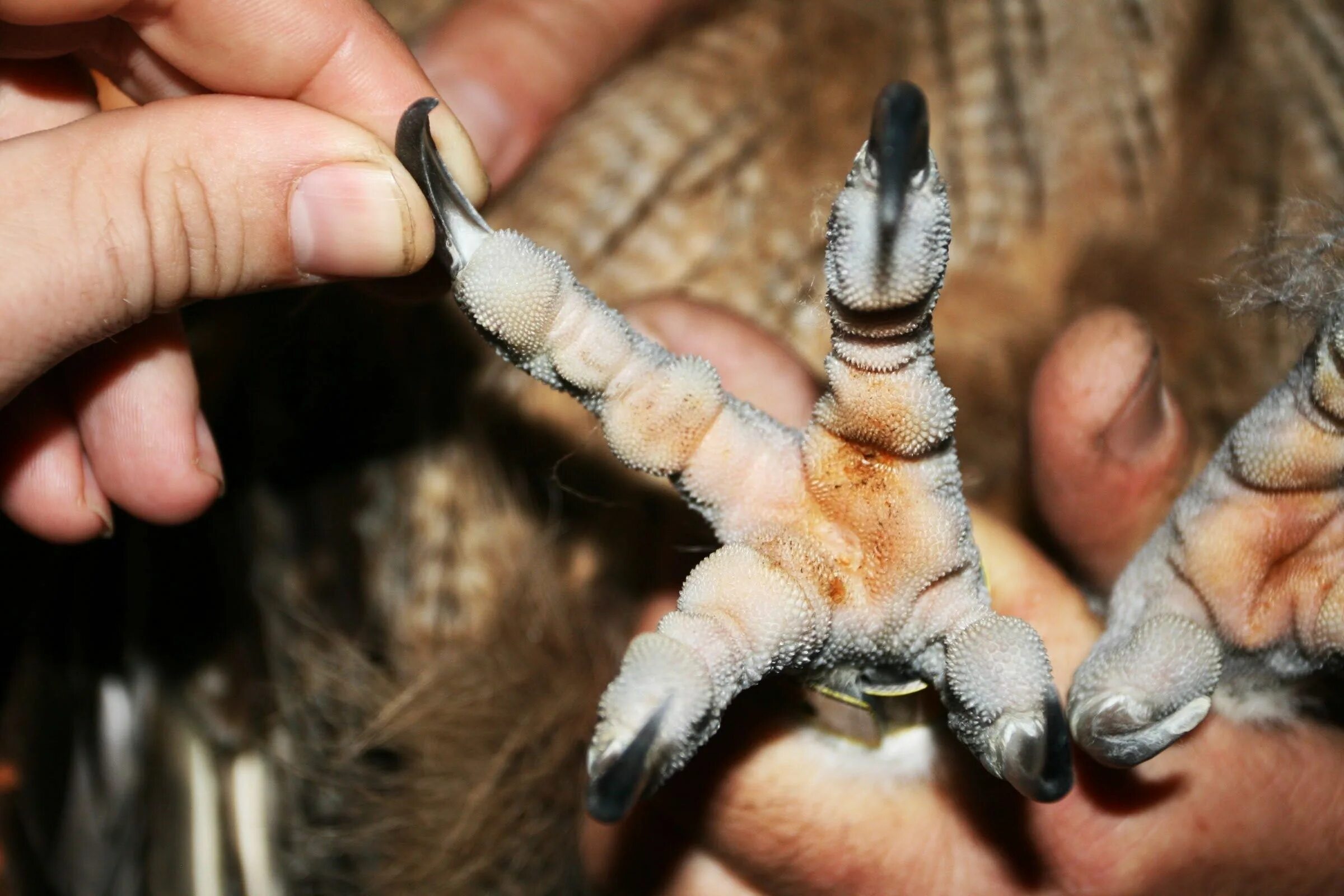 Sharp claws