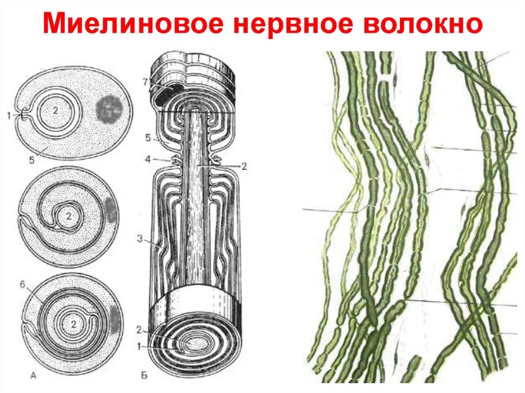 Миелиновые нервные волокна гистология. Перехваты ранвье мякотные волокна. Миелиновая оболочка мезаксон. Строение миелинового нервного волокна. Схема развития и строения нервных волокон.