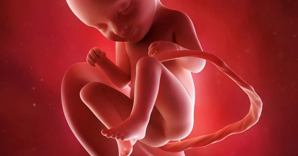 Как дышит ребенок в утробе матери. Как дышать в утробе. Как дышать в утробе. Как дышать в утробе. Дыхательная техника «брюшное дыхание».