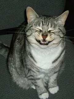 Домашняя кошка чихает