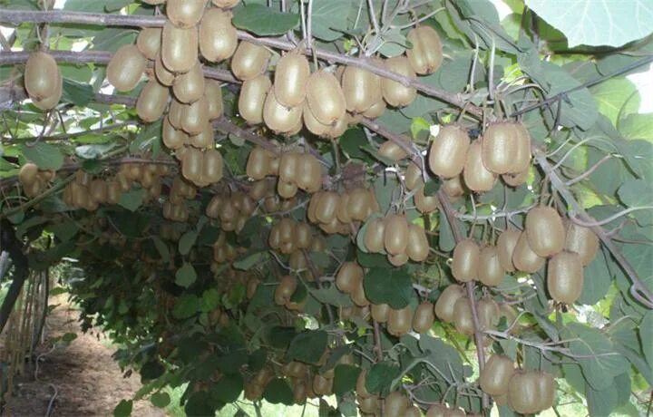 Актинидия киви дерево. Китайская актинидия (Actinidia chinensis).