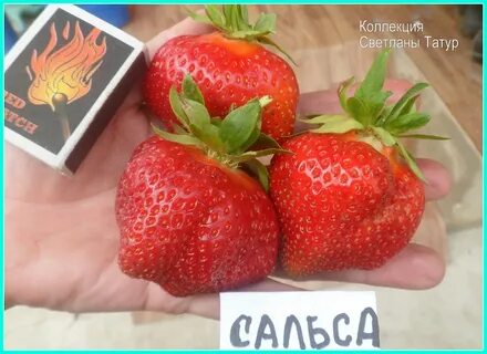 Сальса клубника описание сорта фото отзывы садоводов