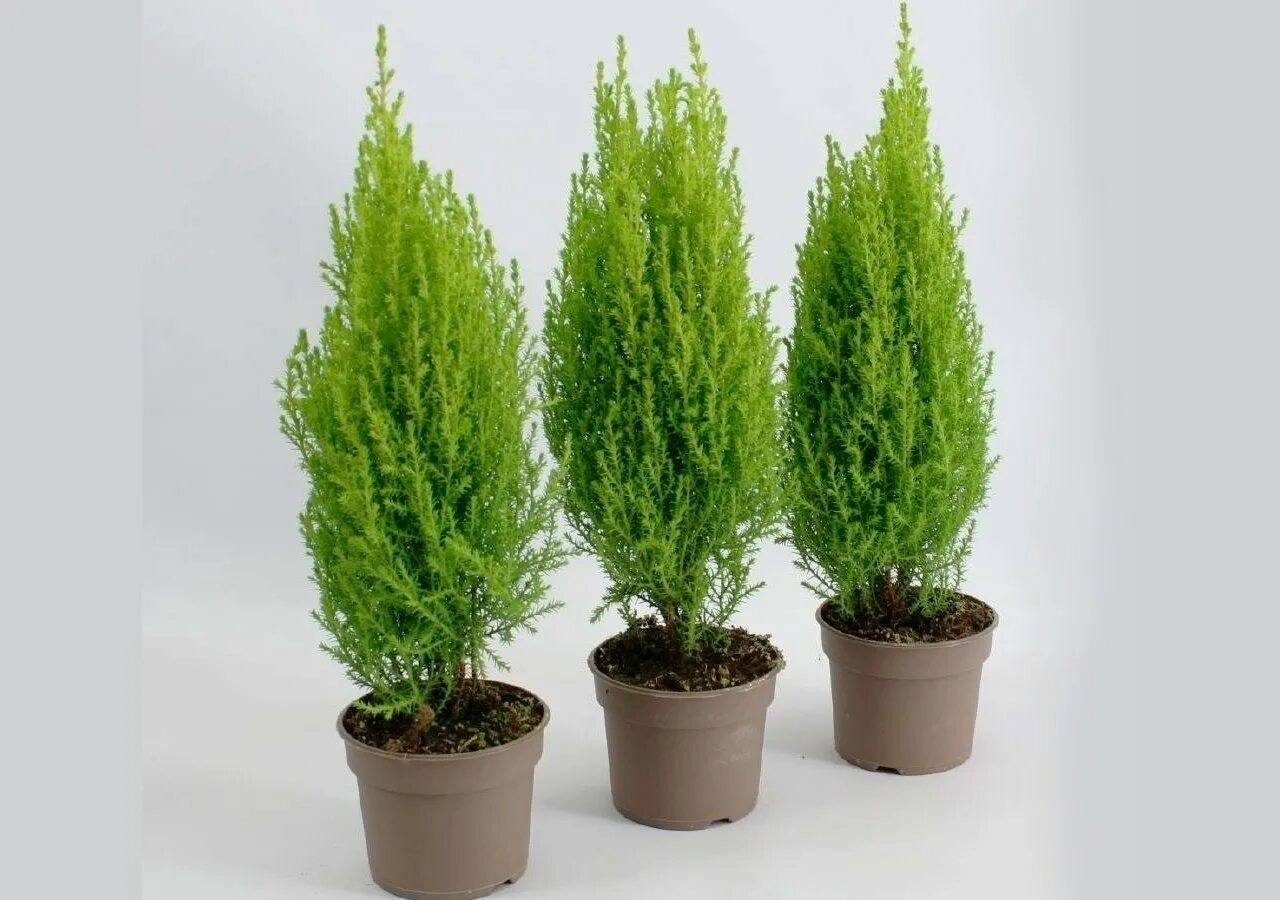 Туя кипарисовик. Купрессус в квартире. Купрессус голдкрест. Кипарис голдак рест вилма. Купрессус вильма.