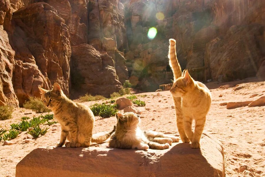 Найдите кота. Покажите где кот. Где игры. Покажите где кот. Покажите где кот.