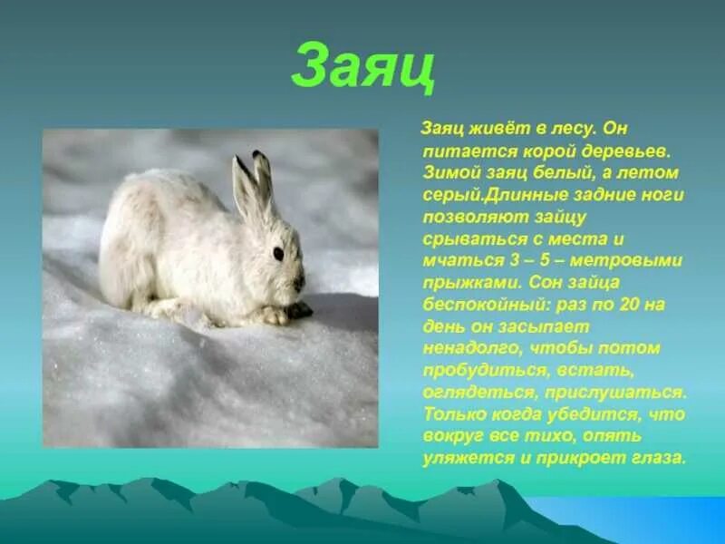 Сообщение на тему жизнь животных