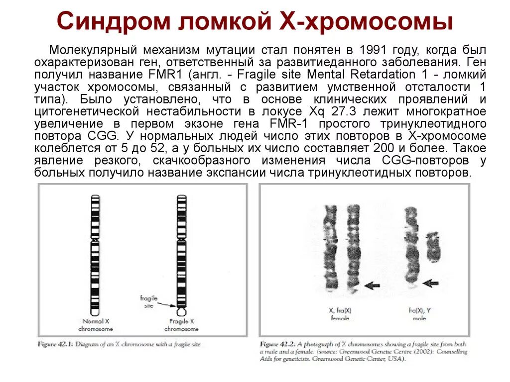 Х хромосома это мужская или