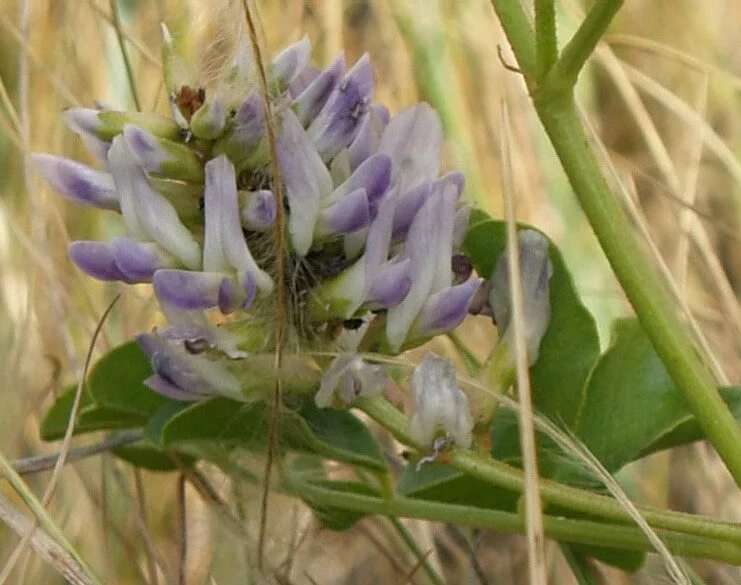 Солодка Уральская (Glycyrrhiza uralensis). Солодка Коржинского - Glycyrrhiza korshinskyi. Корень солодки, Солодка Уральская, лакричник. Корень солодки растение. Солодка описание