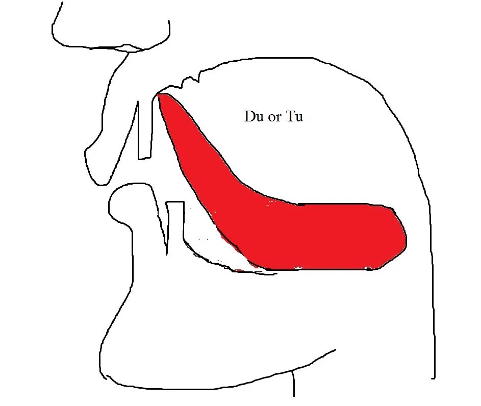 Tongue position. Ei tongue position. Tongue position horizontal and Vertical. State tongue