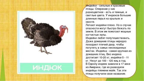 Описание индейки